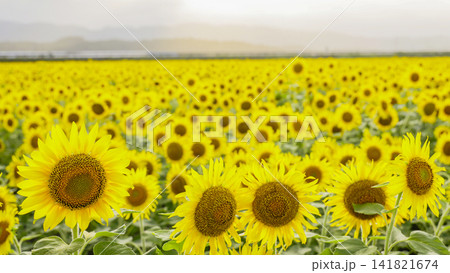 夏のイメージ ひまわりの花 夏のイメージ ひまわりの花 141821674