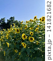 夏の青空と満開のひまわり畑 141821682