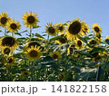 夏の青空と満開のひまわり畑 明るく爽やかな自然風景 141822158