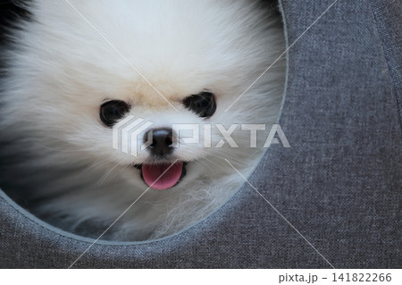 室内で愛犬ポメラニアンがベッドでリラックス 141822266
