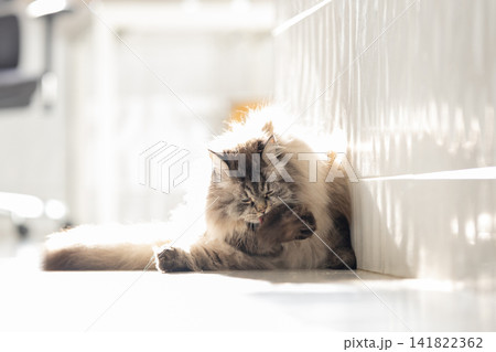 Cat cleaning itself in a sunlit room during daytime hours Cat cleaning itself in a sunlit room during daytime hours 141822362