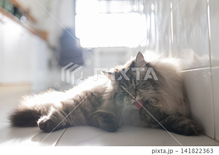 Cat rests on floor and licks its fur in a sunny room during the day Cat rests on floor and licks its fur in a sunny room during the day 141822363