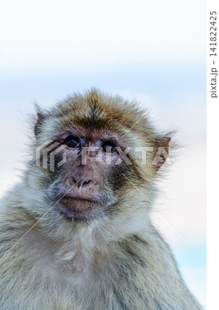 Barbary macaque (Macaca sylvanus), also known as the tailless macaque. 141822425