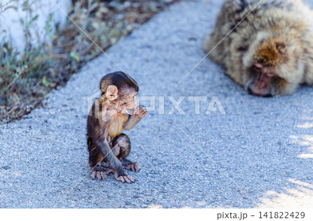 A curious young monkey plays next to its mother monkey in the wild during the daytime A curious young monkey plays next to its mother monkey in the wild during the daytime 141822429