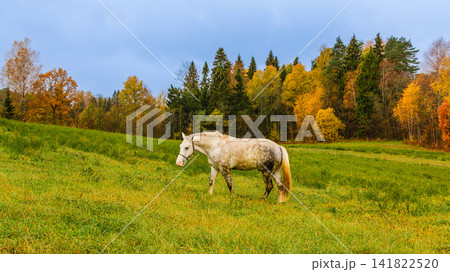 Gray horse grazing peacefully in an autumn field 141822520