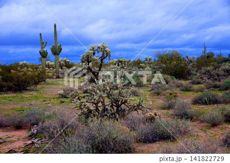Sonoran Desert Arizona Sonoran Desert Arizona 141822729