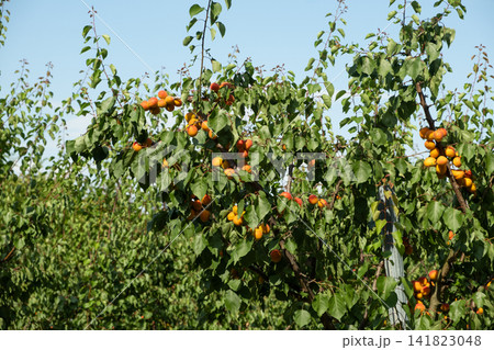 Close-up of ripe orange apricots hanging on tree branches before harvest Close-up of ripe orange apricots hanging on tree branches before harvest 141823048