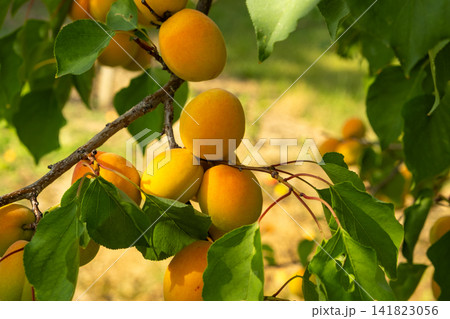 Rich harvest of ripe apricot fruits hanging among green leaves on an agricultural farm. Rich harvest of ripe apricot fruits hanging among green leaves on an agricultural farm. 141823056