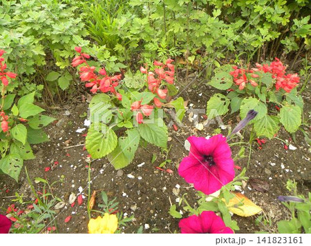 こじま花の会花畑の赤色のペチニアの花とサルビアの赤い花 こじま花の会花畑の赤色のペチニアの花とサルビアの赤い花 141823161