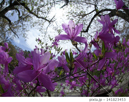 ツツジの花と新緑の間から見える雲のある風景 ツツジの花と新緑の間から見える雲のある風景 141823453