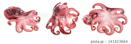 Small octopus isolated on white background. Close up Small octopus isolated on white background. Close up 141823664