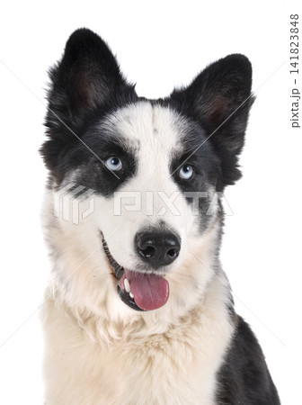 yakutian laika in studio 141823848