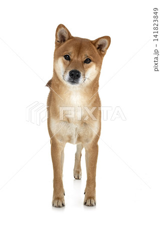 shiba inu in studio shiba inu in studio 141823849