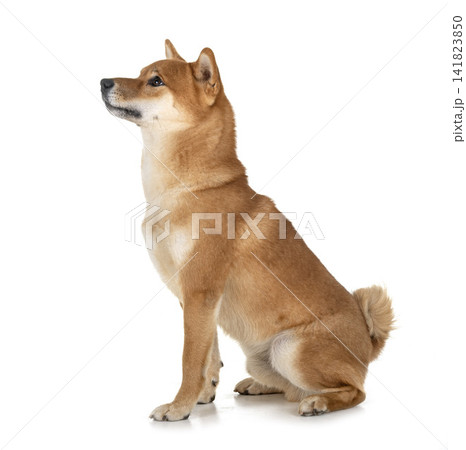 shiba inu in studio shiba inu in studio 141823850