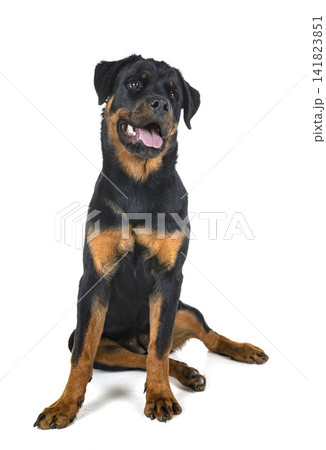 rottweiler in studio 141823851