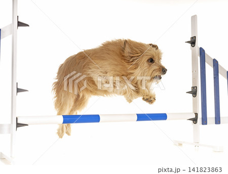 training of agility 141823863