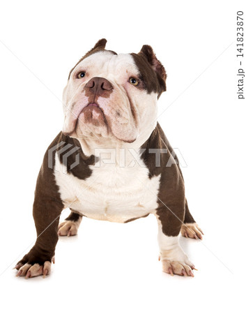 male american bully male american bully 141823870