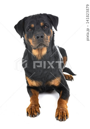 rottweiler in studio 141823879