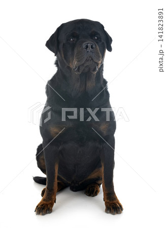 rottweiler in studio rottweiler in studio 141823891