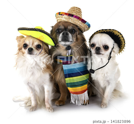 chihuahuas in studio chihuahuas in studio 141823896