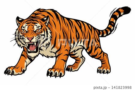 A vector illustration of a tiger stalking while roaring fiercely. A vector illustration of a tiger stalking while roaring fiercely. 141823998