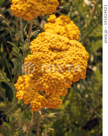 Dense golden yarrow blooms with green foliage in soft focus 141824021