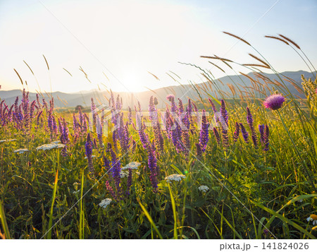 Golden evening light illuminates wildflower meadow at dusk Golden evening light illuminates wildflower meadow at dusk 141824026