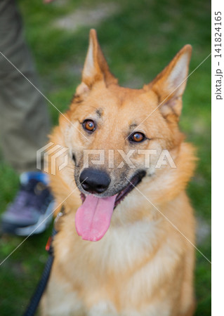 Vertical close-up photo of the dogs' muzzle looking at the camera with a large pink tongue sticking out. Concept of animals, pets, faithful four-legged friends. High quality photo 141824165