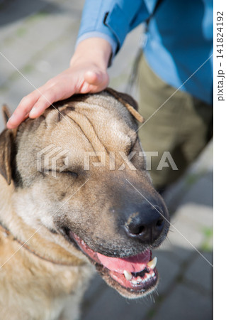 A close-up of the dog's muzzle, which opened its mouth and closed its eyes with pleasure, and the hand that stroked its head. The concept of pets, affection, pleasure, love. High quality photo A close-up of the dog's muzzle, which opened its mouth and closed its eyes with pleasure, and the hand that stroked its head. The concept of pets, affection, pleasure, love. High quality photo 141824192