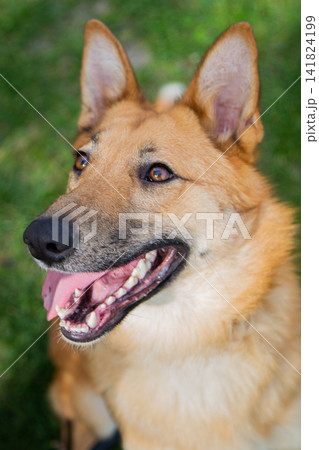 Vertical close-up photo of the dogs' muzzle looking to the side with their tongue sticking out. Concept of animals, pets, faithful four-legged friends. High quality photo Vertical close-up photo of the dogs' muzzle looking to the side with their tongue sticking out. Concept of animals, pets, faithful four-legged friends. High quality photo 141824199
