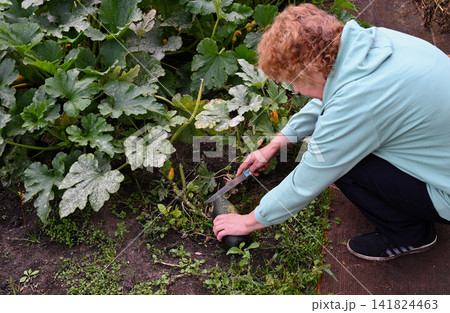 Woman harvesting a large zucchini in her garden during a sunny afternoon 141824463