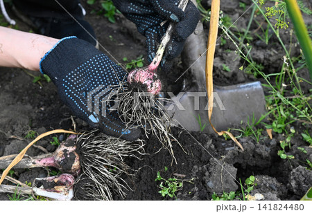 Harvesting garlic plants in a garden Harvesting garlic plants in a garden 141824480