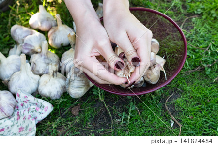 Organic vegetables. Fresh organic garlic in the hands of farmers. Garlic harvest, autumn harvest Organic vegetables. Fresh organic garlic in the hands of farmers. Garlic harvest, autumn harvest 141824484