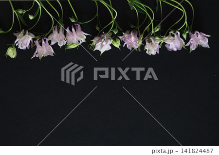 The picture shows white flowers that symbolize the theme of funerals and condolences. The picture shows white flowers that symbolize the theme of funerals and condolences. 141824487