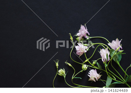 Delicate white flowers and buds arranged beautifully on a dark surface Delicate white flowers and buds arranged beautifully on a dark surface 141824489