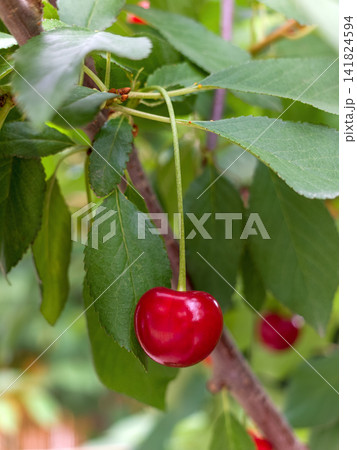 Ripe cherry suspended among green leaves 141824594