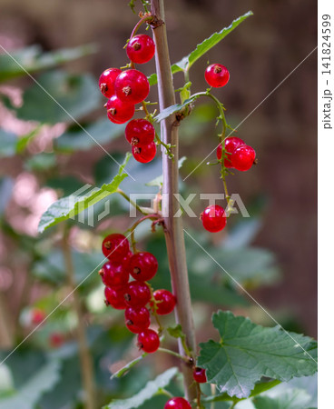 Red currants cluster on branch with green leaves Red currants cluster on branch with green leaves 141824599