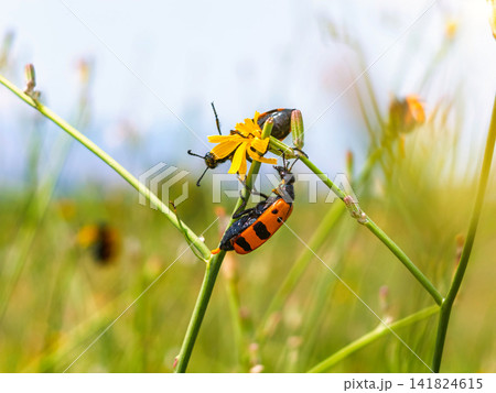 Black and orange beetles interact on yellow wildflower Black and orange beetles interact on yellow wildflower 141824615