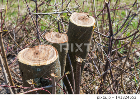 Trunks of trimmed trees Trunks of trimmed trees 141824652