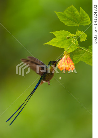 Male violet-tailed sylph feeds on pink-and-orange flower Male violet-tailed sylph feeds on pink-and-orange flower 141824832