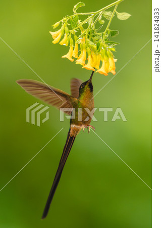 Male violet-tailed sylph feeds on yellow flowers 141824833