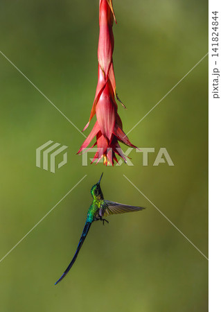 Male violet-tailed sylph hovers under red flower Male violet-tailed sylph hovers under red flower 141824844