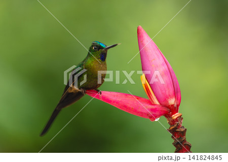 Male violet-tailed sylph on banana flower petal 141824845
