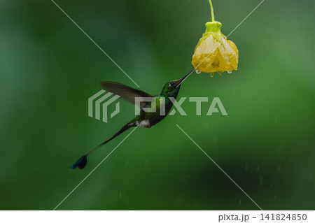 Male white-booted racket-tail drinking from yellow flower Male white-booted racket-tail drinking from yellow flower 141824850
