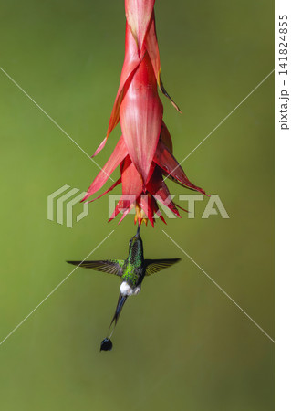 Male white-booted racket-tail drinks from red flower Male white-booted racket-tail drinks from red flower 141824855