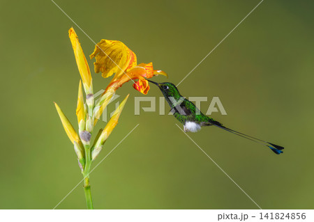 Male white-booted racket-tail drinks from yellow lily Male white-booted racket-tail drinks from yellow lily 141824856
