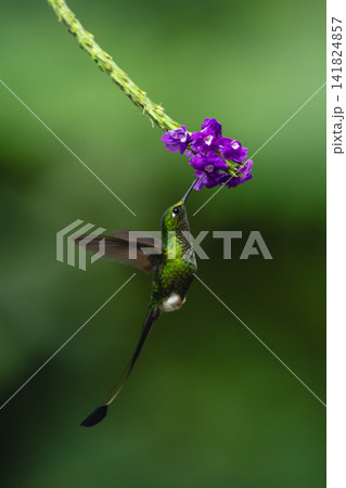 Male white-booted racket-tail drinks hovering under flower Male white-booted racket-tail drinks hovering under flower 141824857