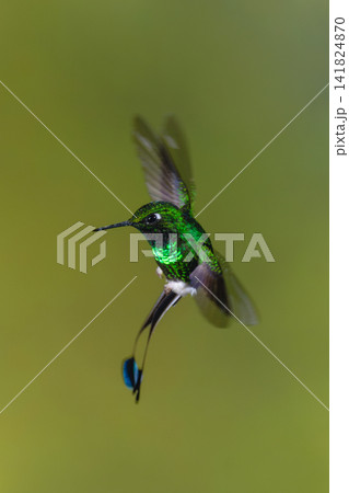 Male white-booted racket-tail flies twisting in mid-air 141824870