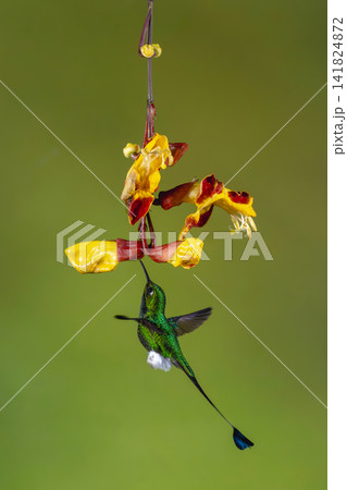 Male white-booted racket-tail flutters licking Mysore trumpetvine Male white-booted racket-tail flutters licking Mysore trumpetvine 141824872