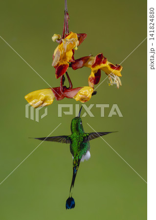 Male white-booted racket-tail hovers beneath Mysore trumpetvine 141824880
